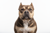 Portrait of a Bully dog, with white background behind