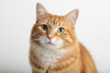 portrait of a cute cat with white background