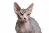 Portrait of a Sphynx cat, with a white background