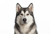portrait of an Alaskan Malamute, with a white background